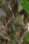 Lined sedge